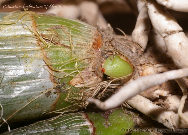 Catasetum fimbriatum 'Golden Horizon'
Ключевые слова: Catasetum fimbriatum Golden Horizon