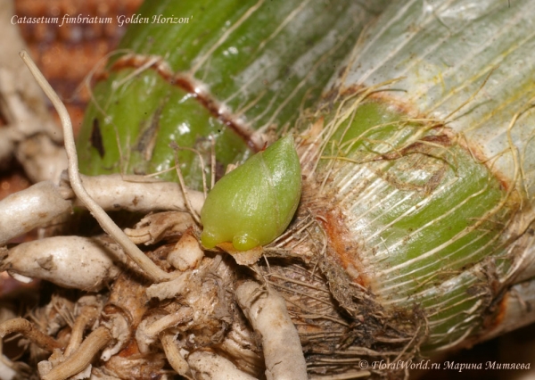 Catasetum fimbriatum 'Golden Horizon'
Ключевые слова: Catasetum fimbriatum Golden Horizon фото