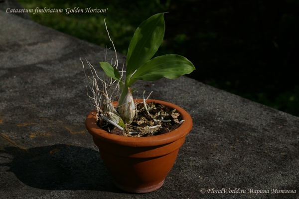 Catasetum fimbriatum Golden Horizon
Ключевые слова: Catasetum fimbriatum Golden Horizon