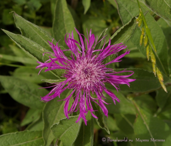 Василек луговой (Centaurea jacea L.)
Василек луговой милое растение, и очень хороший медонос.
Используется в народной медицине. А из листьев получают желтую краску для шерсти и шелка. 
Ключевые слова: Василек луговой Centaurea jacea