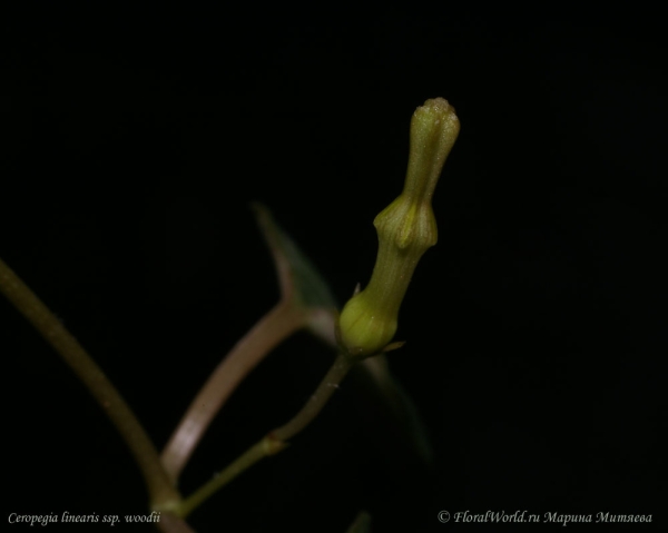 Ceropegia linearis ssp. woodii
Развивается бутончик
Ключевые слова: Ceropegia linearis ssp. woodii фото цветок бутон