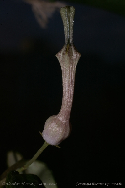 Ceropegia linearis ssp. woodii
Ключевые слова: Ceropegia linearis ssp. woodii фото цветок бутон