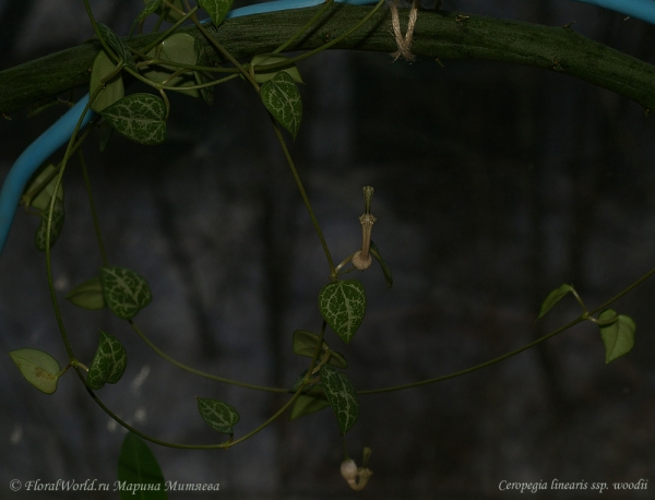 Ceropegia linearis ssp. woodii
Ключевые слова: Ceropegia linearis ssp. woodii