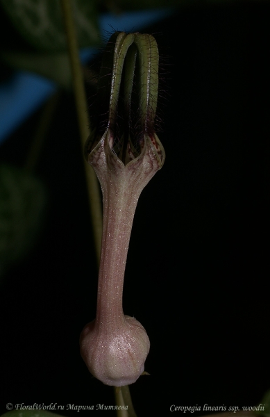 Ceropegia linearis ssp. woodii
Раскрылся цветок
Ключевые слова: Ceropegia linearis ssp. woodii фото цветок бутон