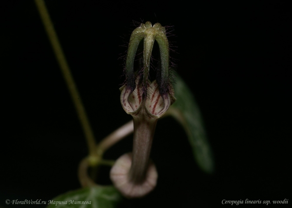 Ceropegia linearis ssp. woodii
Ключевые слова: Ceropegia linearis ssp. woodii фото цветок бутон