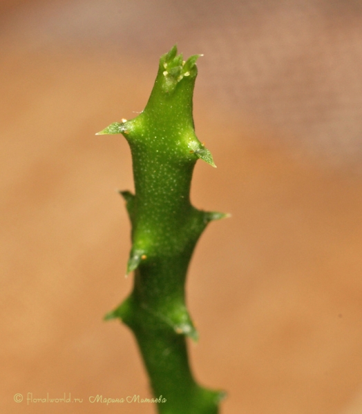 Церопегия стапелиевидная (Ceropegia stapeliiformis)
Ключевые слова: Церопегия стапелиевидная Ceropegia stapeliiformis  