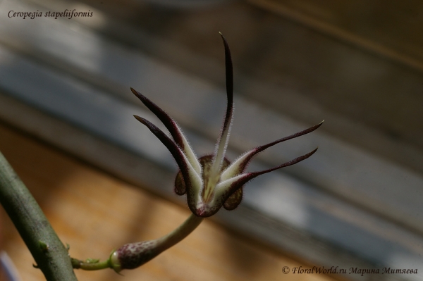 Ceropegia stapeliiformis
Ключевые слова: Ceropegia stapeliiformis