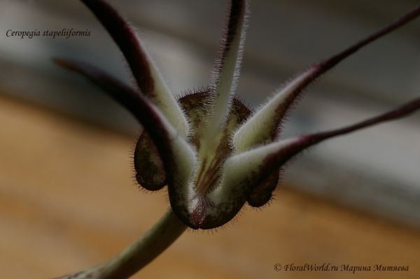 Ceropegia stapeliiformis
Ключевые слова: Ceropegia stapeliiformis 