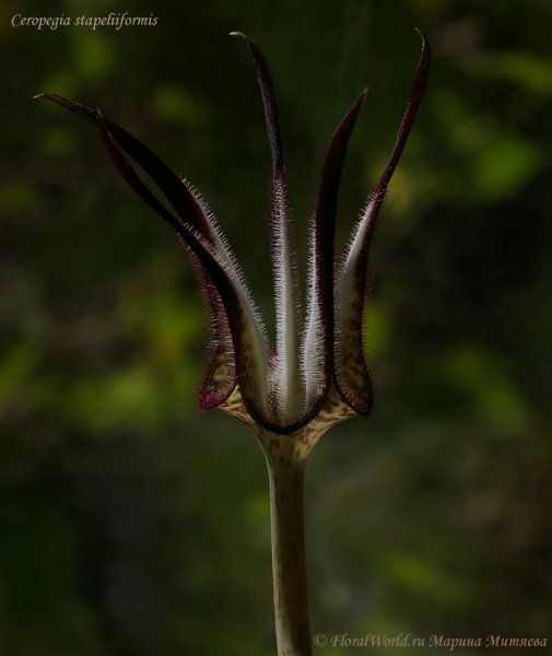 Ceropegia stapeliiformis
Ключевые слова: Ceropegia stapeliiformis 