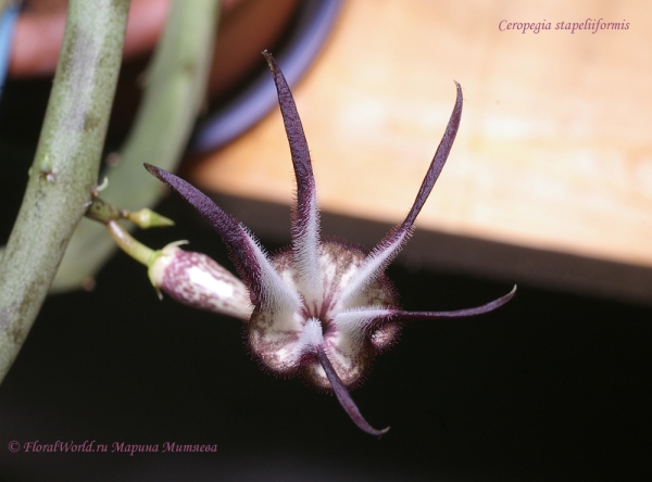 Ceropegia stapeliiformis
Ключевые слова: Ceropegia stapeliiformis