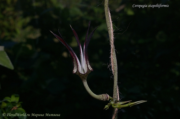 Ceropegia stapeliiformis
Ключевые слова: Ceropegia stapeliiformis