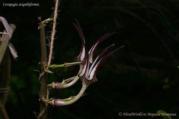 Ceropegia stapeliiformis
Ключевые слова: Ceropegia stapeliiformis