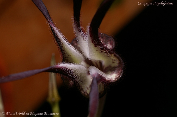 Ceropegia stapeliiformis
Ключевые слова: Ceropegia stapeliiformis