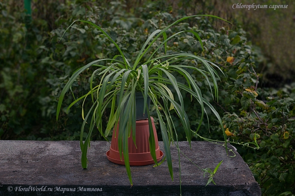 Chlorophytum capense
Ключевые слова: Chlorophytum capense