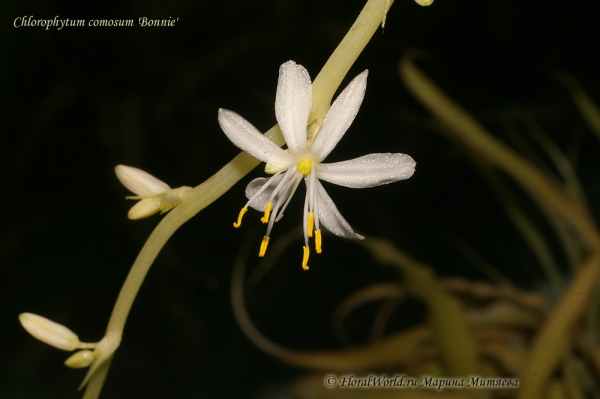 Chlorophytum comosum 'Bonnie'
Цветем :-)) 
Ключевые слова: Хлорофитум хохлатый сорт Bonnie Chlorophytum comosum Bonnie фото