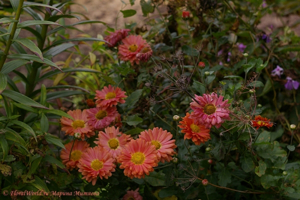 Хризантемы (Chrysanthemum)
Ключевые слова: Хризантемы осень фото