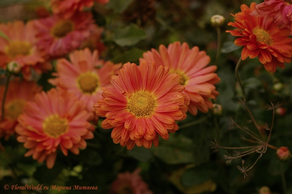 Хризантемы (Chrysanthemum)
Ключевые слова: Хризантемы осень фото