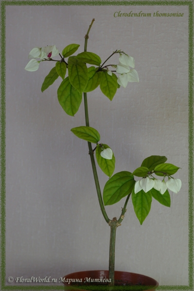 Clerodendrum thomsoniae
Ключевые слова: Clerodendrum thomsoniae