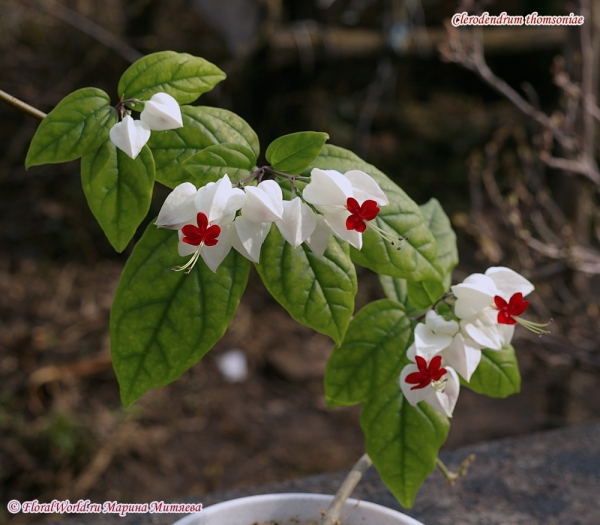 Clerodendrum thomsoniae
Ключевые слова: Clerodendrum thomsoniae