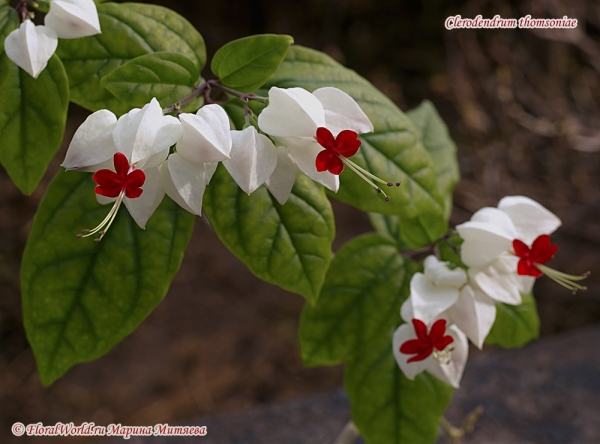 Clerodendrum thomsoniae
Ключевые слова: Clerodendrum thomsoniae