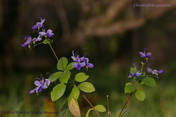 Clerodendrum ugandense
Ключевые слова: Clerodendrum ugandense