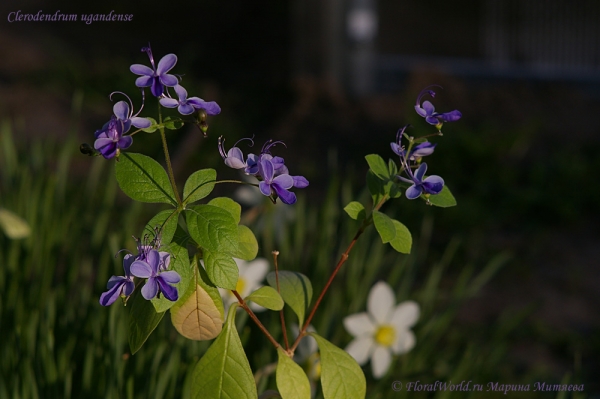 Clerodendrum ugandense
Ключевые слова: Clerodendrum ugandense