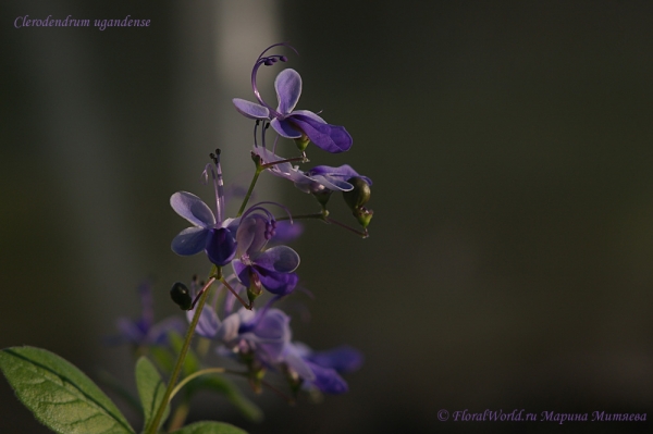 Clerodendrum ugandense
Ключевые слова: Clerodendrum ugandense