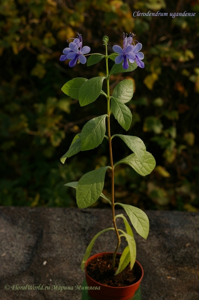 Clerodendrum_ugandense
Ключевые слова: Clerodendrum_ugandense