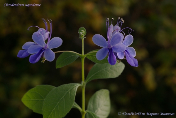 Clerodendrum ugandense
Ключевые слова: Clerodendrum ugandense