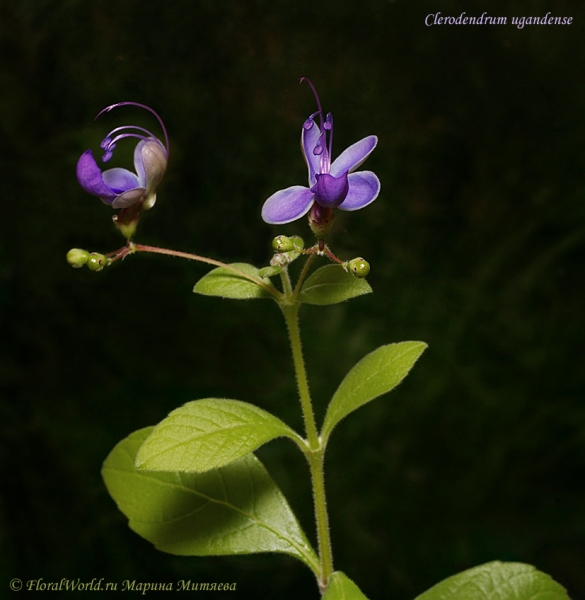 Clerodendrum ugandense
Ключевые слова: Clerodendrum ugandense