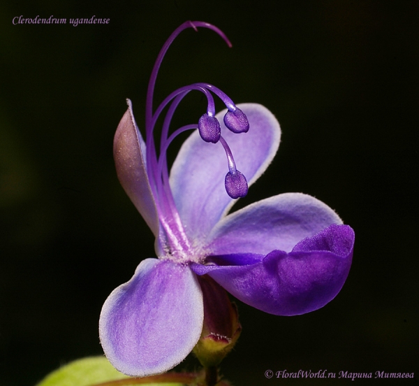 Clerodendrum ugandense
Ключевые слова: Clerodendrum ugandense