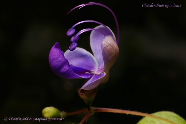 Clerodendrum ugandense
Ключевые слова: Clerodendrum ugandense