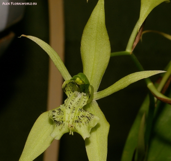 Coelogyne brachyptera
Коллекционер Прошко Светлана СПОЛО
Ключевые слова: Coelogyne brachyptera