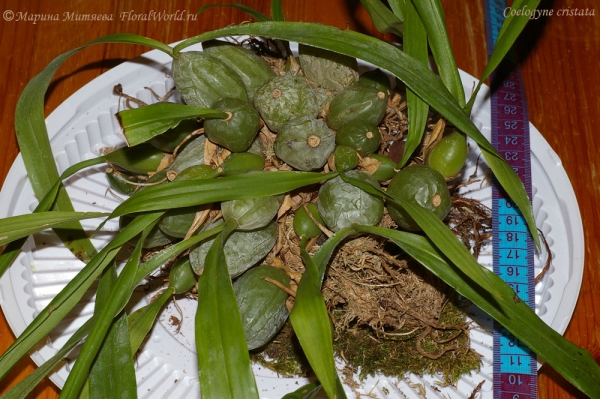 Coelogyne cristata
Ключевые слова: Coelogyne cristata