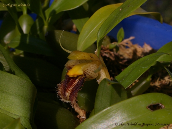 Coelogyne odorasis (Италия) 
Ключевые слова: Coelogyne odorasis (Италия)