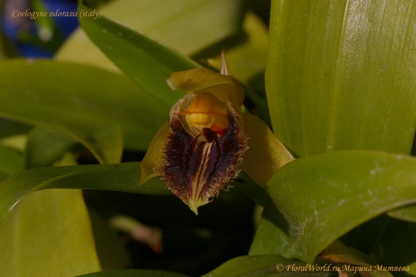 Coelogyne odorasis (Италия) 
Ключевые слова: Coelogyne odorasis (Италия)