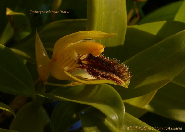 Coelogyne odorasis (Италия) 
Ключевые слова: Coelogyne odorasis (Италия) 