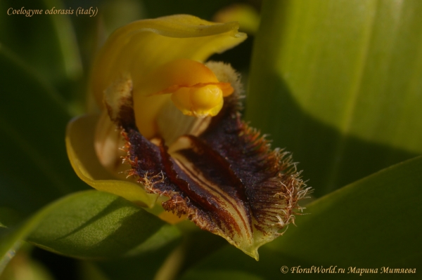 Coelogyne odorasis (Италия) 
Ключевые слова: Coelogyne odorasis (Италия)