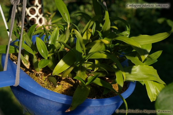 Coelogyne odorasis (italy)
Ключевые слова: Coelogyne odorasis italy