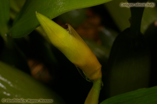 Coelogyne odorasis (italy)
Ключевые слова: Coelogyne odorasis italy