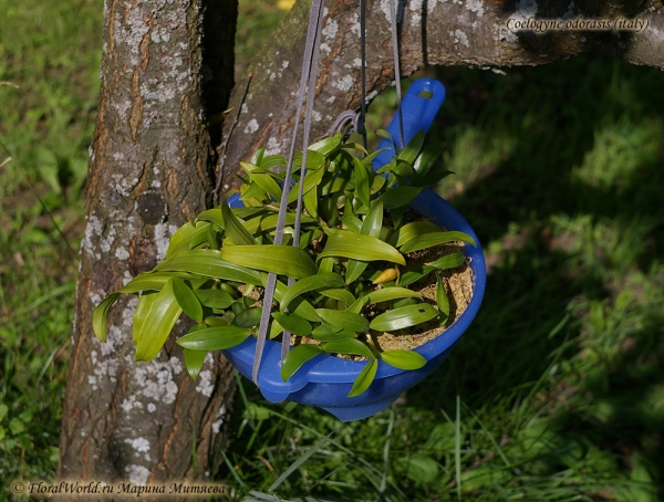 Coelogyne odorasis (italy)
Ключевые слова: Coelogyne odorasis italy