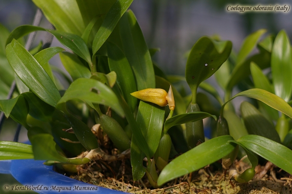 Coelogyne odorasis (italy)
Ключевые слова: Coelogyne odorasis italy