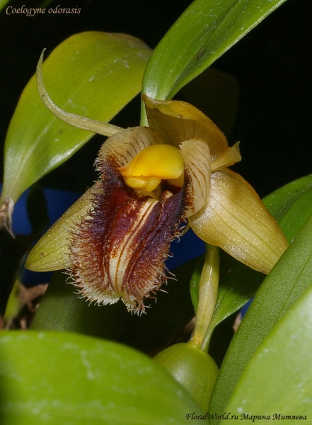 Coelogyne odorasis (Италия)
Вот такой вот необыкновенно красивый цветок у нее. 
Ключевые слова: Coelogyne odorasis италия фото цветения цветок