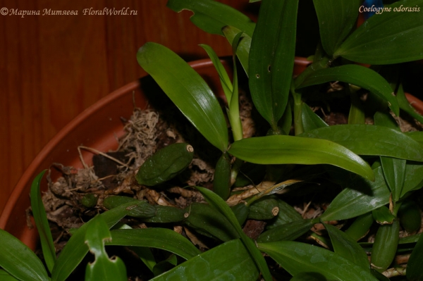 Coelogyne odorasis
Ключевые слова: Coelogyne odorasis