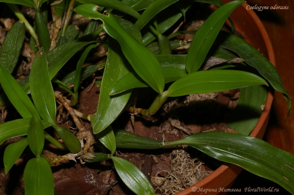 Coelogyne odorasis
Ключевые слова: Coelogyne odorasis