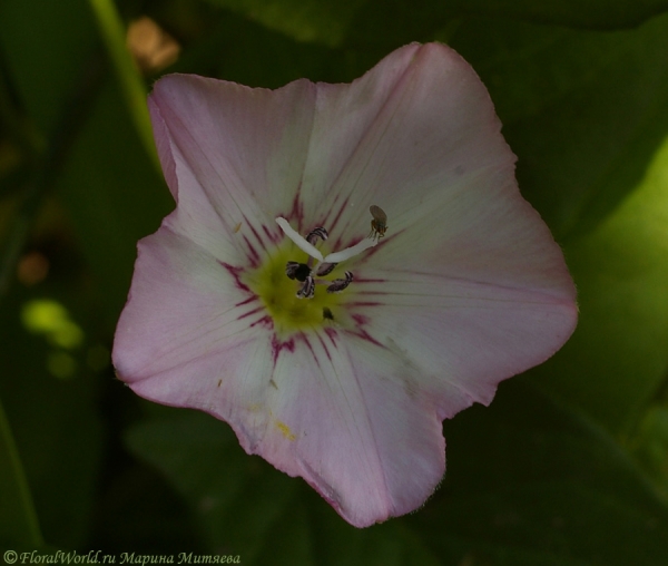 Вьюнок полевой - Convolvulus arvensis
Ключевые слова: Вьюнок полевой Convolvulus arvensis