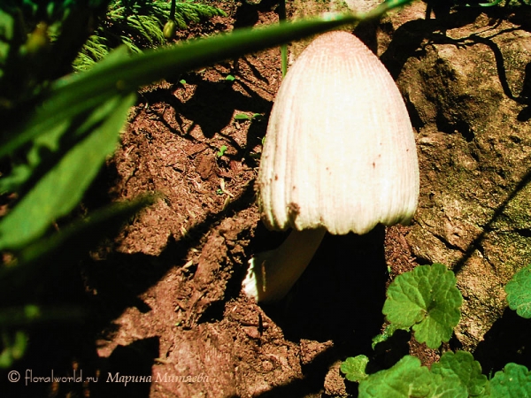 Копринус, или Навозник (Coprinus)
Предположительно Навозник серый (Coprinus atramentarius)
Ключевые слова: Копринус Навозник Coprinus фото