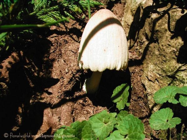 Копринус, или Навозник (Coprinus)
Возможно это навозник серый (Coprinus atramentarius)
Ключевые слова: Копринус Навозник Coprinus фото