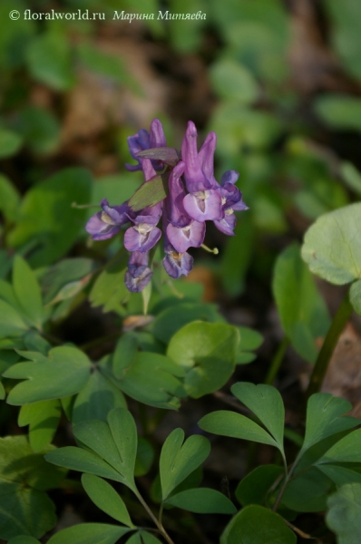 Хохлатка плотная (Corydalis solida)
Хохлатка плотная (Corydalis solida) появляется весной на опушках среди чистяка весеннего. 
Ключевые слова: Хохлатка плотная Corydalis solida 