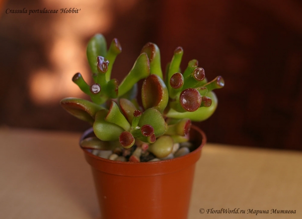 Crassula portulaceae 'Hobbit'
Ключевые слова: Crassula portulaceae Hobbit